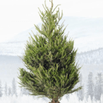 Ikea - un Natale più verde