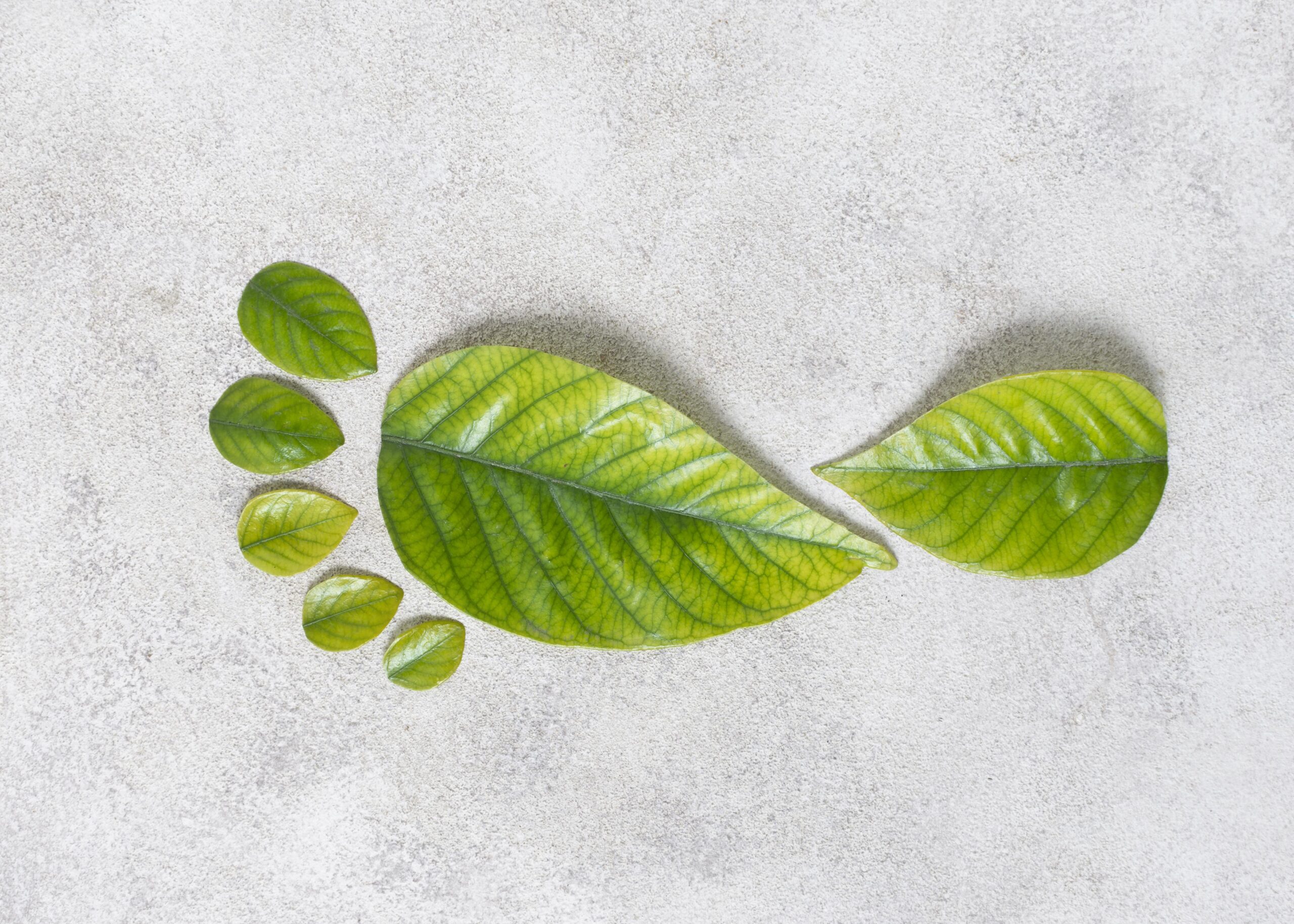 Impronta di un piede fatta di foglie verdi, simbolo della carbon footprint