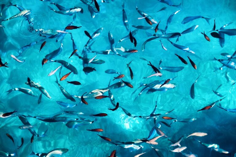 Banco di pesci in acqua turchese visto dall'alto, per l'impresa rigenerativa