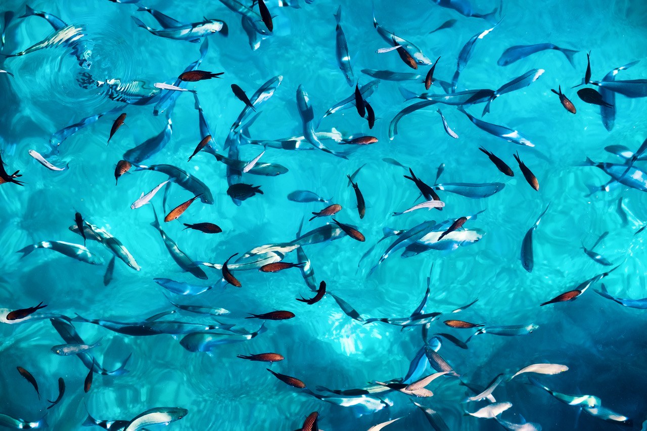 Banco di pesci in acqua turchese visto dall'alto, per l'impresa rigenerativa
