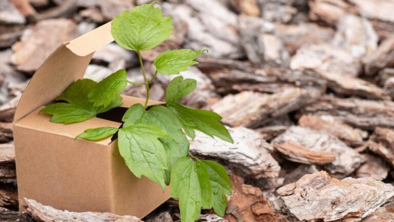 Scatola di cartone da cui cresce una pianta, simbolo del packaging sostenibile